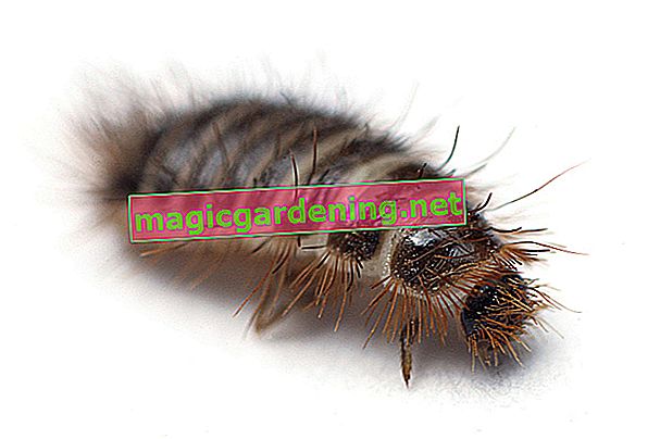 halı böceği larvası