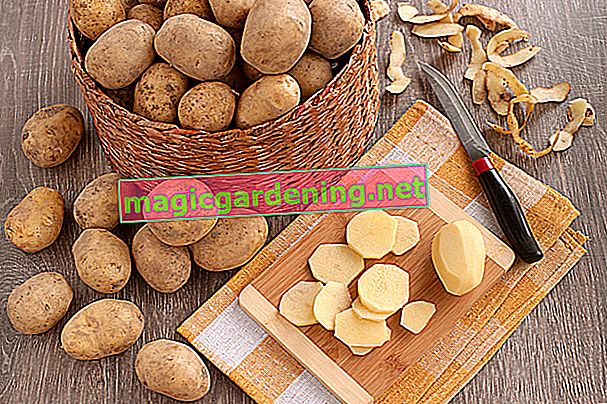 syrové brambory