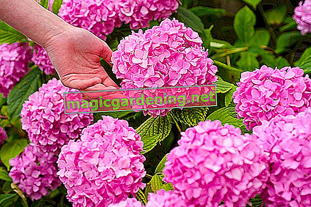 Caring for hydrangeas in the tub
