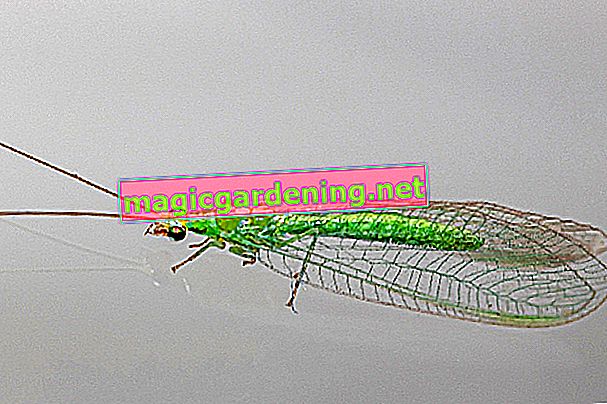 зелена муха