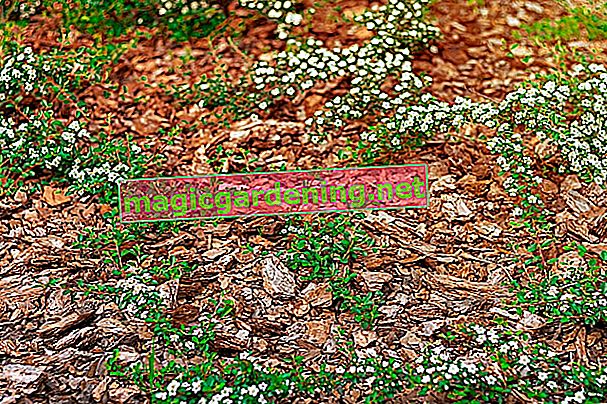 ground cover shade