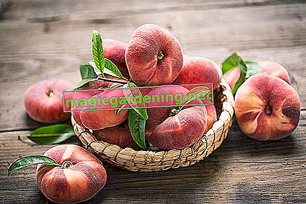 Виноградний персик - дерево з багатовіковою традицією