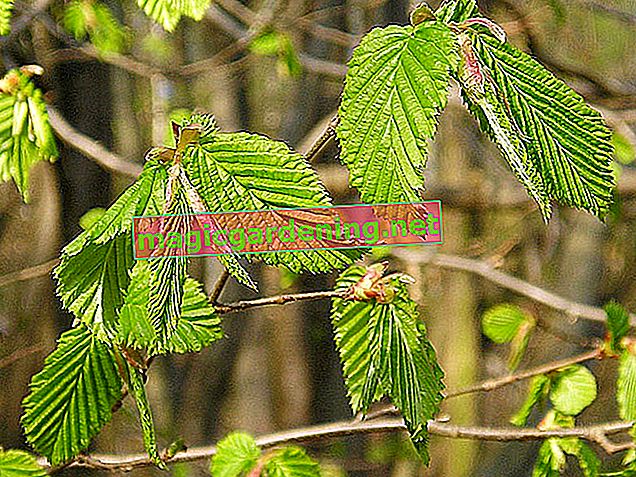 La foglia della betulla: riconosci e usa le foglie di betulla