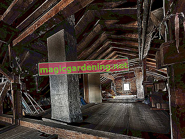 Scarabeo di Longhorn - pericolo in soffitta