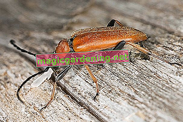 scarabeo ariete