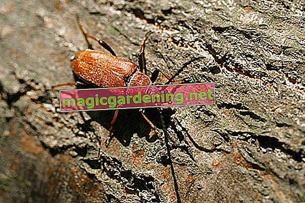 scarabeo ariete