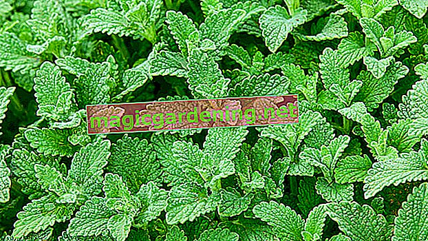 Mint or peppermint - what's the difference?