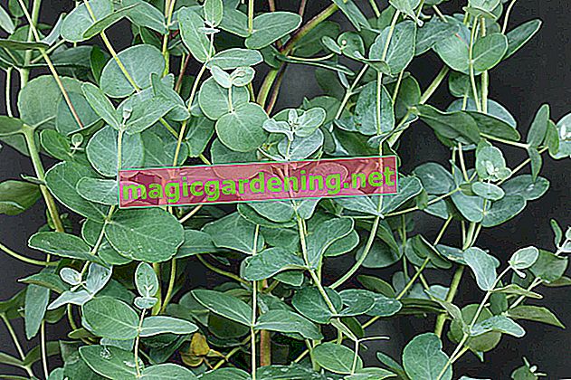Cultivez l'eucalyptus comme plante d'intérieur