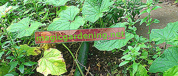 Preparare, coltivare e prendersi cura dei cetrioli nella serra