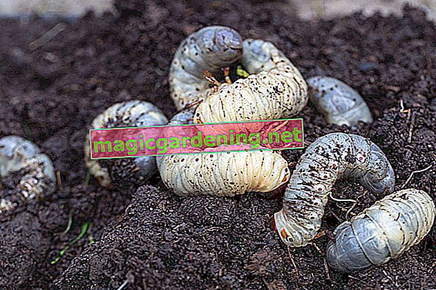 Cosa sono questi vermi bianchi nella terra?