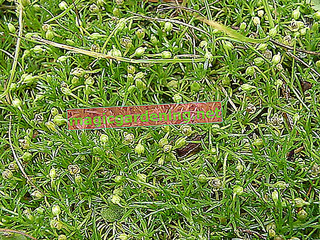 Creeping weeds in the lawn - identify and fight poison-free