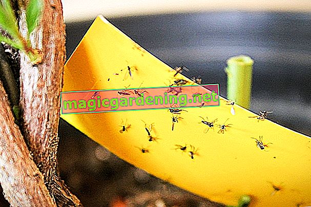 remèdes maison contre les mouches des fruits