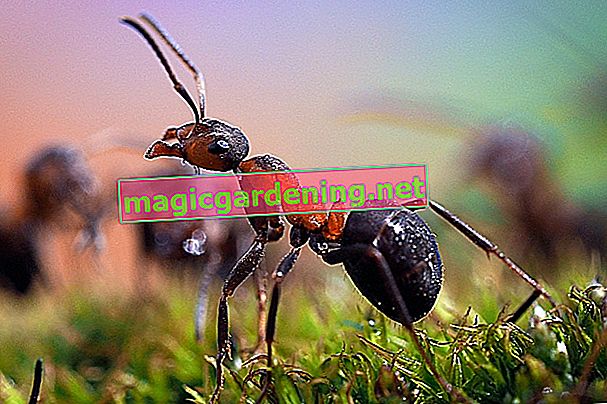 formiche nel giardino