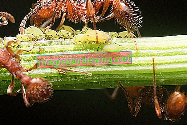 mravenci v zahradě