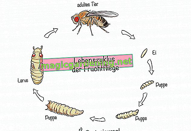 Fruit fly life cycle