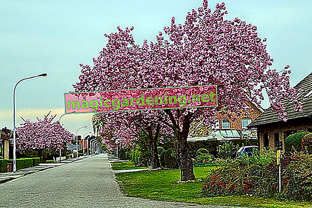 Albero con fiori rosa - gli alberi in fiore più belli per il giardino