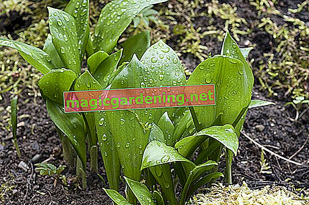 Посадка петрушки - поради щодо вирощування ароматичної трави