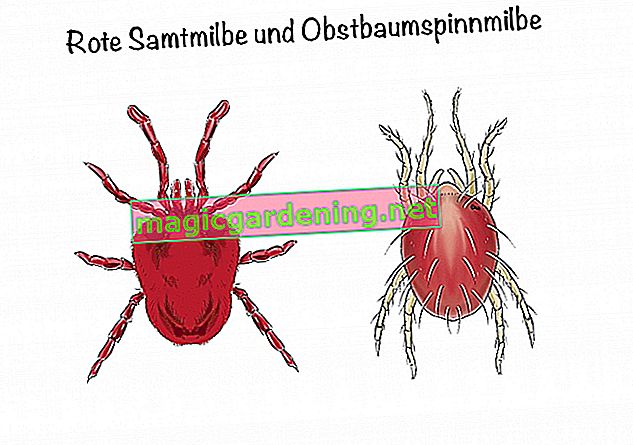 Comparison of red velvet mite and fruit tree spider mite