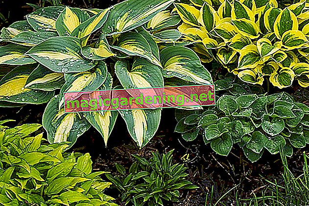 Plant and care for a sparaceous bush
