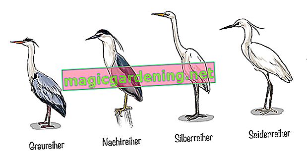 Volavka: čtyři německé druhy
