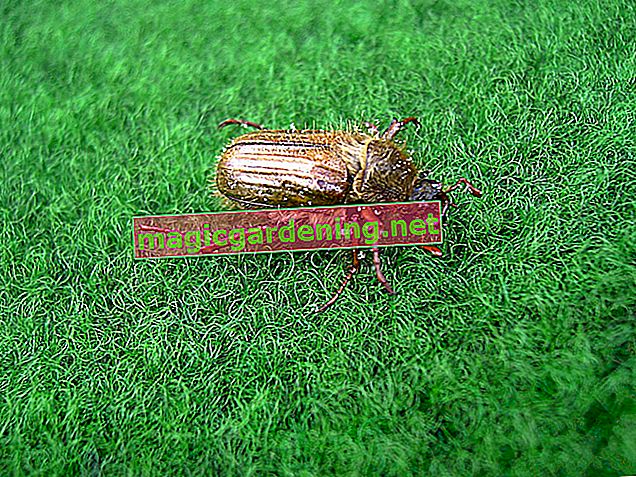 What is the difference between cockchafer and junior beetle?