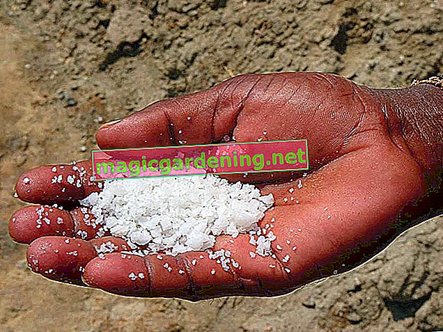 Użyj mąki kamiennej w ogrodzie