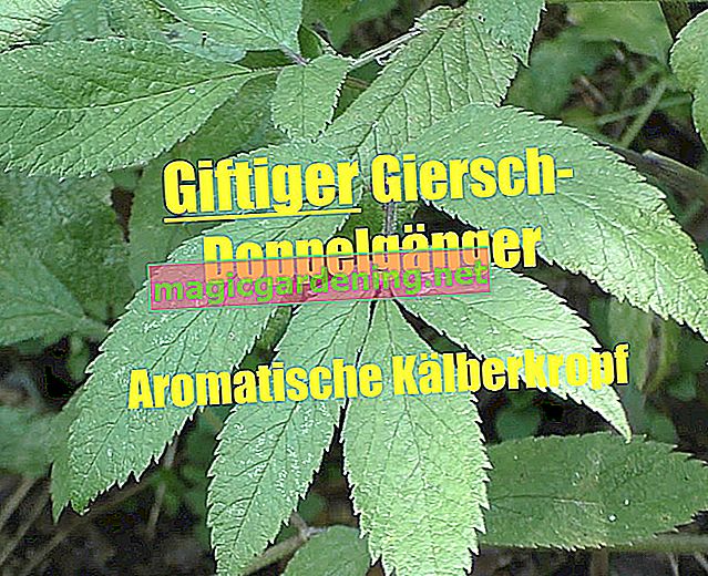 Recognize ground elder: flowers, leaves, fruits and more