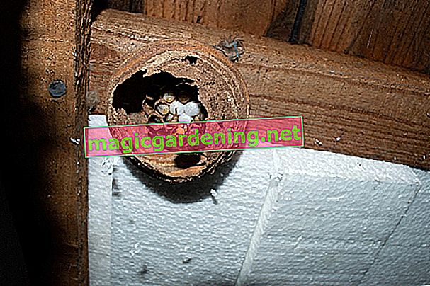 Remove hornet's nest