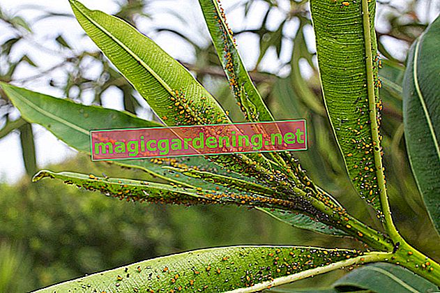 Common diseases in orchids - tips on symptoms and control